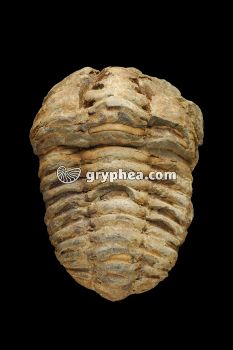 Trilobite (Calymene sp.) - gryphea.com